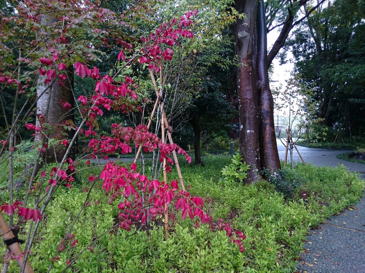 /park/matanobettei/authora8510/DSC_2606_R.jpg