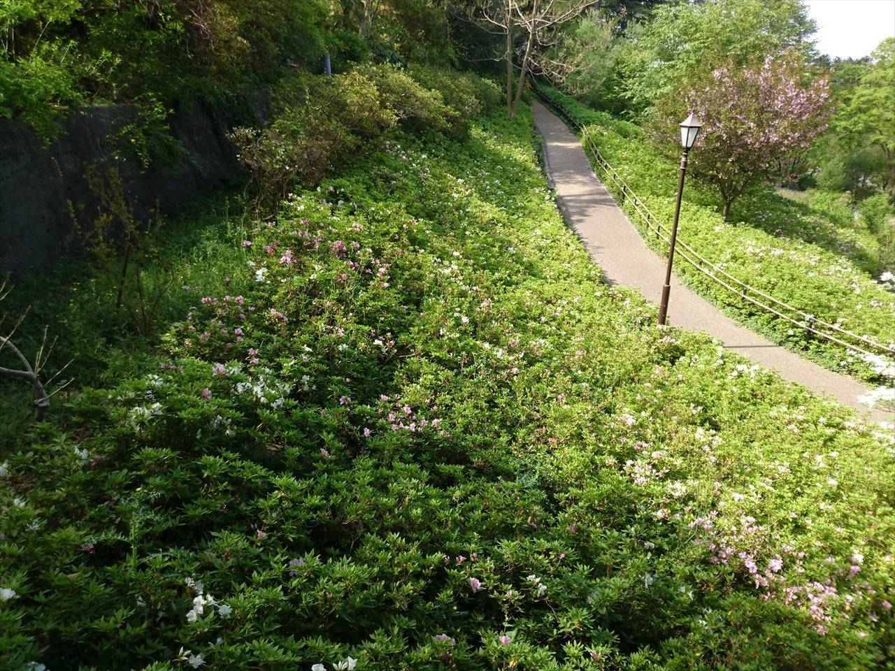 /park/matanobettei/authora8510/DSC_3325_R.jpg