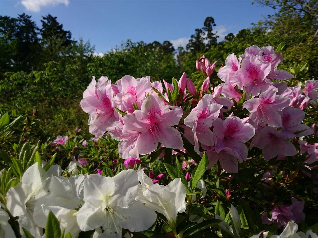 /park/matanobettei/authora8510/DSC_3370_R.jpg