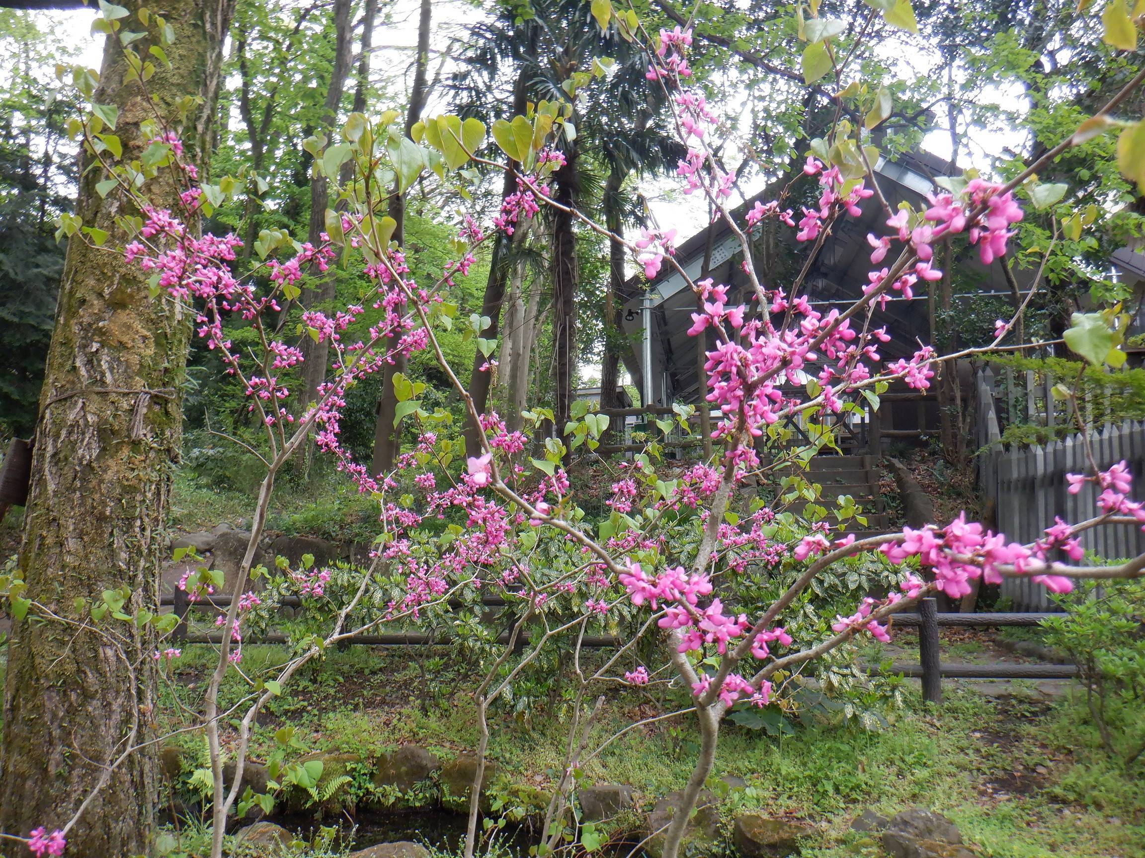 ハナズオウの花が咲きました ブログ 三ツ沢公園公式サイト 公益財団法人 横浜市緑の協会