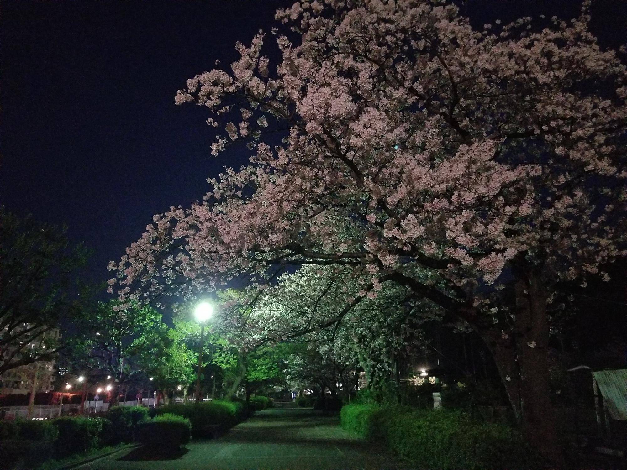 サクラ開花情報2023】4月1日 夜桜|｜ブログ|長浜公園公式サイト｜公益財団法人 横浜市緑の協会