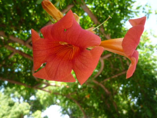 大雨時行】（たいうときどきふる）頃、【ノウゼンカズラ】（凌霄花）が咲いてますよ♪|｜ブログ|長浜公園公式サイト｜公益財団法人 横浜市緑の協会