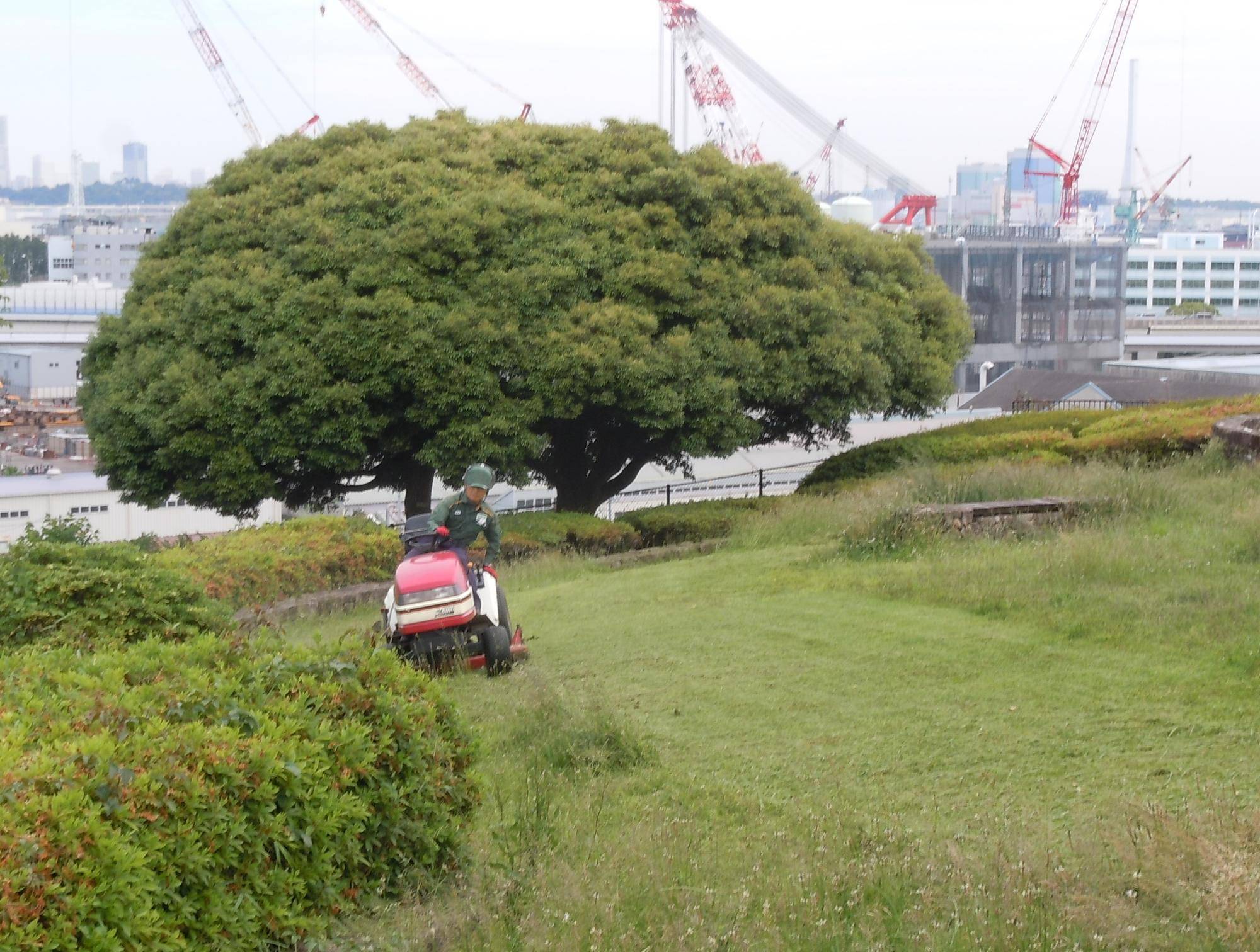 園地のお仕事：草刈り|｜ブログ|富岡総合公園公式サイト｜公益財団法人 横浜市緑の協会