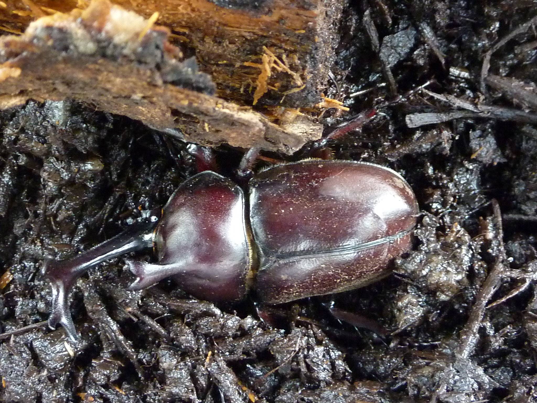 カブトムシ クワガタ展示 ブログ 富岡総合公園公式サイト 公益財団法人 横浜市緑の協会