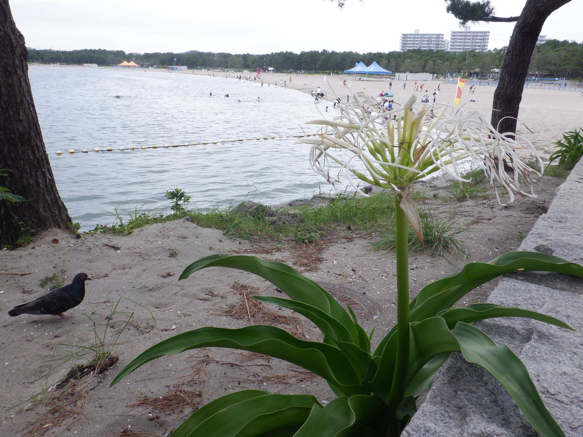 ハマユウ（浜木綿）が咲いています！|｜ブログ|海の公園公式サイト｜公益財団法人 横浜市緑の協会