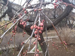 「梅のつぼみが膨らんできました。」の写真