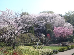 「見頃の花が多くあります!!」の写真