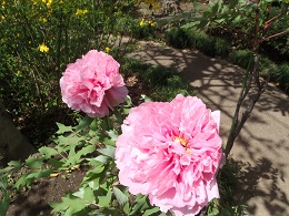 「ボタンが開花しました」の写真