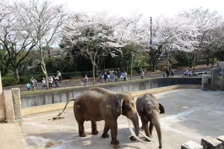 桜はまだまだお楽しみいただけます!の写真