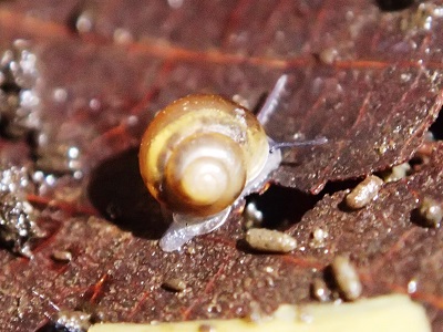 アズキガイの繁殖の写真