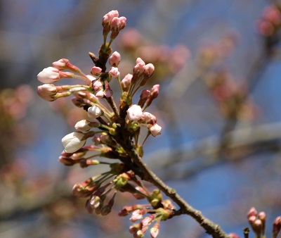 桜が咲き始めましたの写真