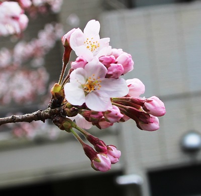 桜(ソメイヨシノ)は、3～5分咲きの写真