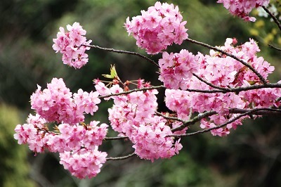 いろいろな桜の写真