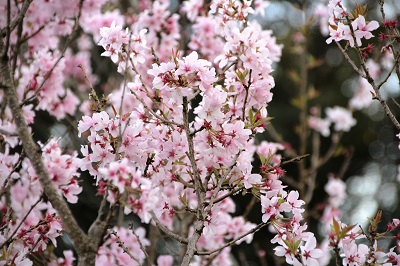 一気に花が開き始めました。の写真