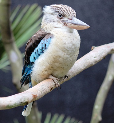 アオバネワライカワセミ 前&後|今週のイチオシ！｜ブログ|金沢動物園公式サイト｜公益財団法人 横浜市緑の協会