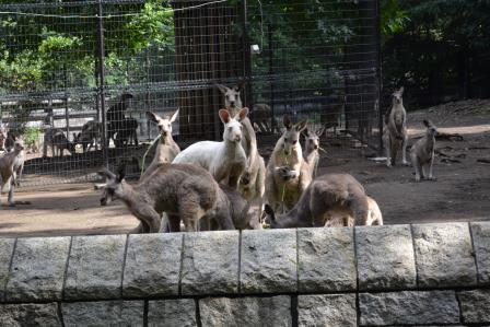 引っ越しました!～カンガルー～の写真