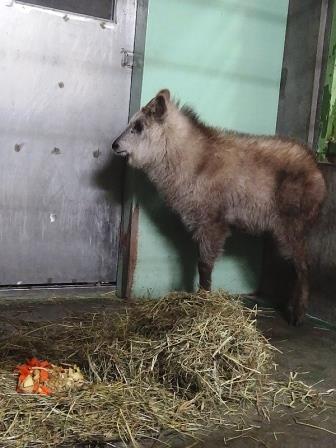 ニホンカモシカの入園と検疫の写真