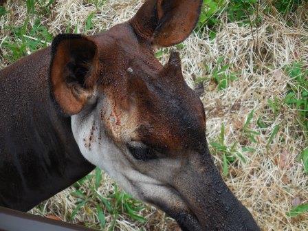 金沢動物園の中も…の写真