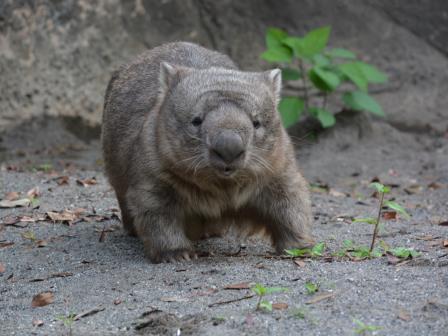 ヒロキありがとう!|こぼれ話｜ブログ|金沢動物園公式サイト｜公益財団法人 横浜市緑の協会