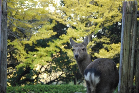 イチョウとホンシュウジカの写真