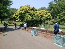 公園ボランティアの写真