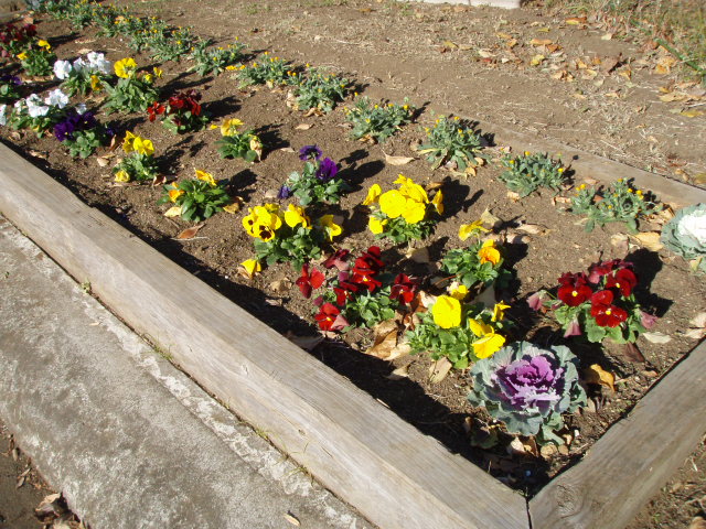 「岸根公園の花壇」の写真