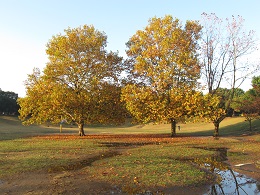 「岸根公園の紅葉」の写真