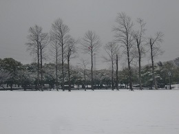 「雪が降りました」の写真