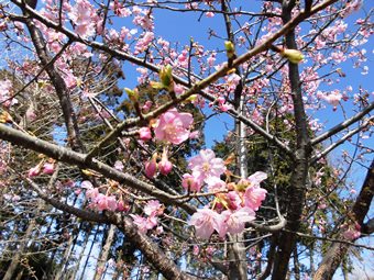 「サクラ類等の開花」の写真