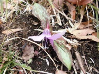 「カタクリの花」の写真