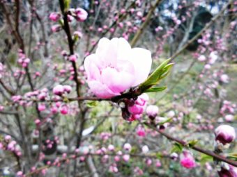 「春の喜び」の写真