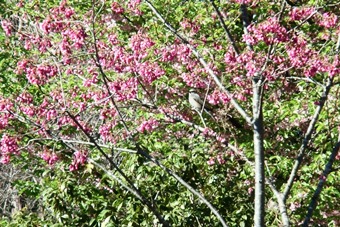 「俣野別邸庭園のさくら」の写真