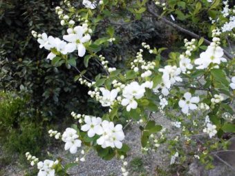 「花香るころ」の写真