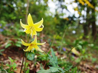 「キバナカタクリ開花」の写真