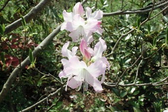 「四季の花苑で。。。」の写真