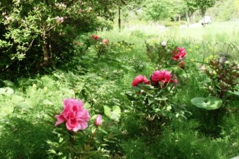 「ボタンの花が咲きました」の写真