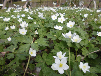 「山野草の開花状況」の写真