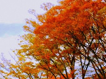 「俣野公園のつどい」の写真