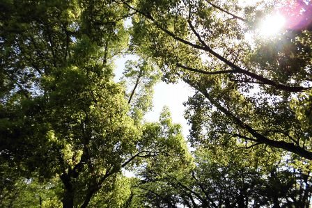 「新緑の俣野公園」の写真