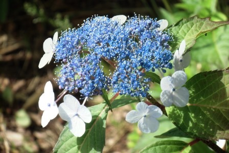 「アジサイの花」の写真