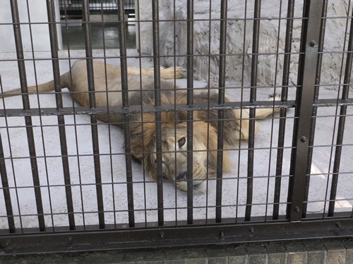 グレビーシマウマ〝キャンディ″ 野毛山卒業です!その2の写真