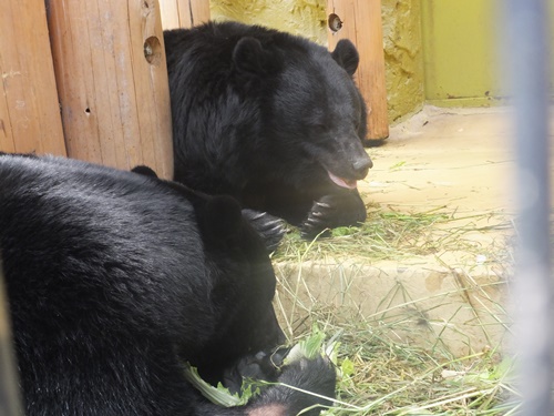 ツキノワグマの同居の写真