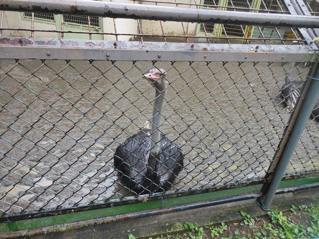 雨にも負けずの写真