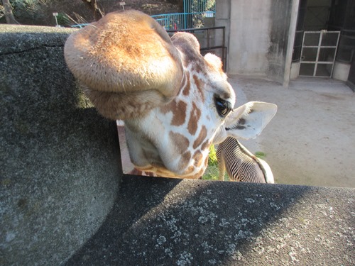 そら、トレーニング頑張っています!の写真