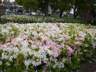 野島公園春の花の写真