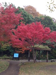 鮮やかな紅葉ですの写真