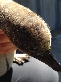 ペンギン孵化!の写真