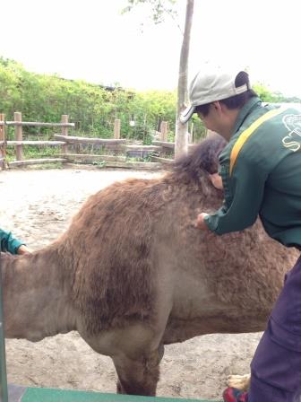 夏のお知らせの写真