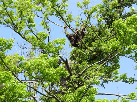 チンパンジーですから!の写真