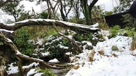 チンパンジー雪問題の写真